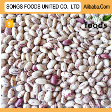 Light Speckled Kidney Beans, Inner Mongolia Origin